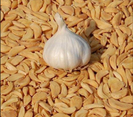 Dehydrated Garlic